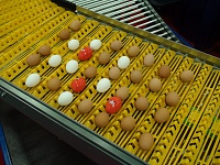 EggTester products